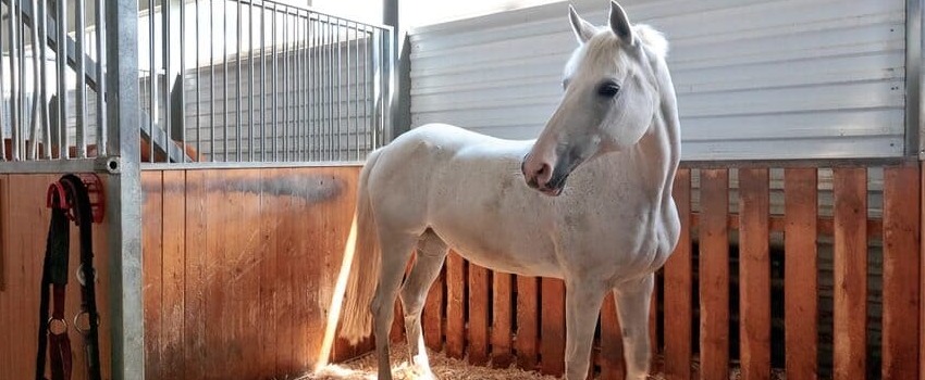 Proper ventilation in the stable is essential for the health of horses.